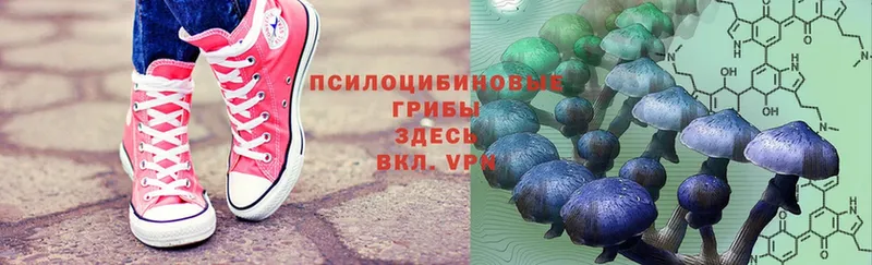 Псилоцибиновые грибы Psilocybe  Ачинск 